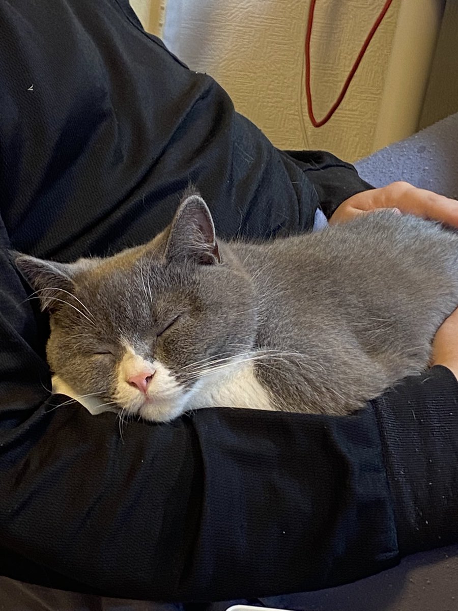 みみみ@猫渡部 tweet media