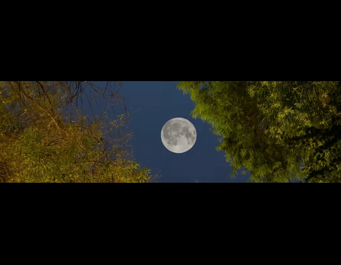 ناصر السعيدي tweet media