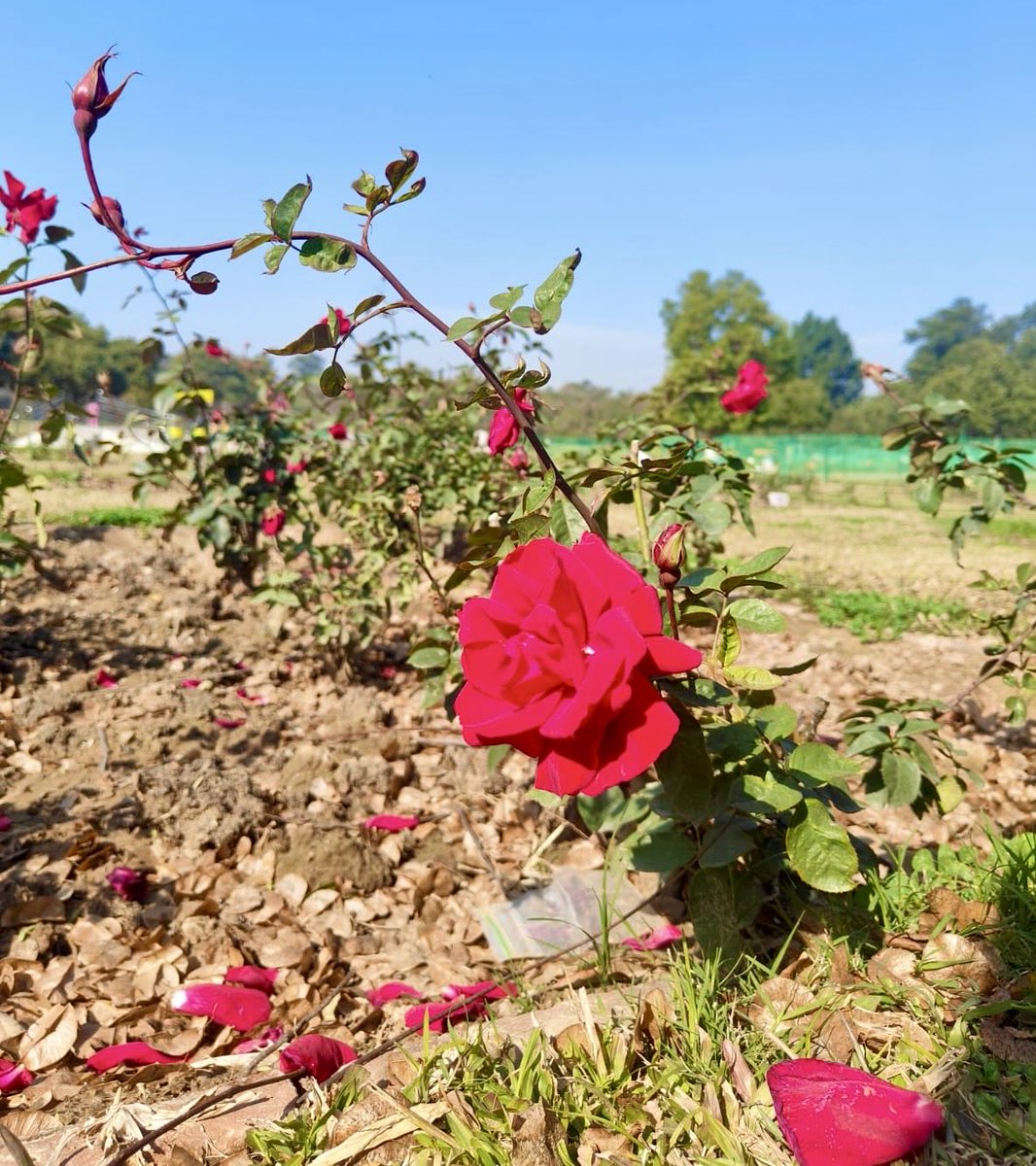 RahilMahajan07's tweet photo. 📷 (Instagram) @catchynature2021

#NaturePhotography #flowers #nature #sundayvibes #rose #photograghy #RoseValentine #FlowersOnX #NatureLovers https://t.co/foOliVFW7z