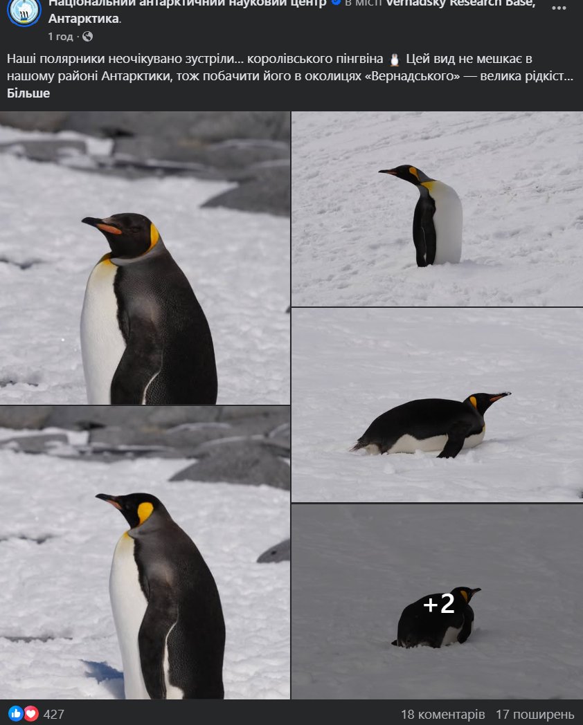 Окей, маю визнать, що фб-сторінка Станції Вернадського тримає менталку.
Ви тіко подивіцця, який там пінгвін прийшов!