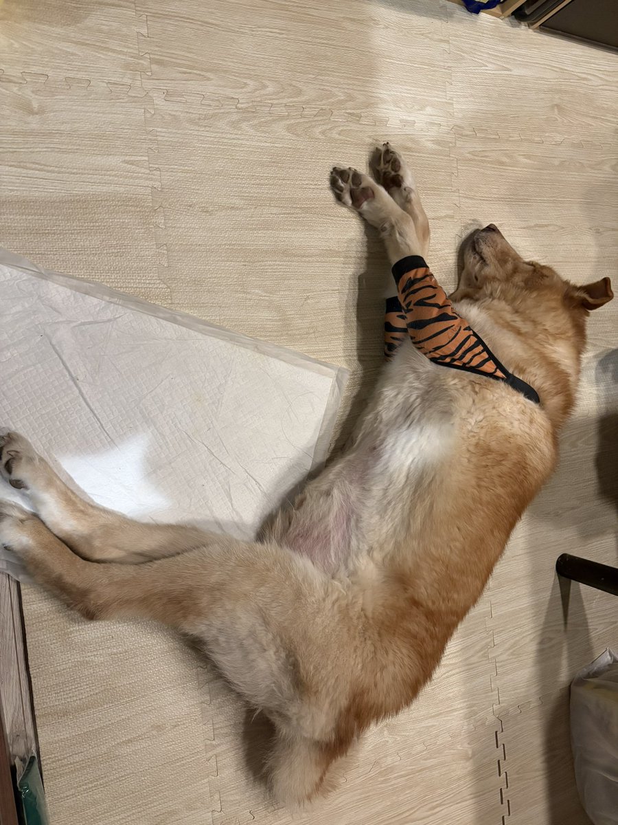 faa_zoo's tweet photo. お腹ぽよんなお犬さん https://t.co/YzOHdc8nwB