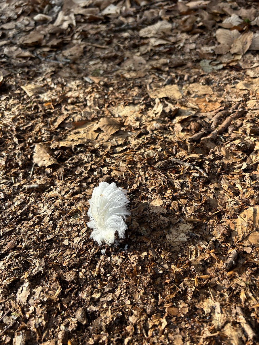 faunabeschermin's tweet photo. Vorst aan de grond. Koning Winter verliest wel z’n haren maar niet z’n streken #ijshaar #kroondomein 👑 https://t.co/w7ALLqo1JS