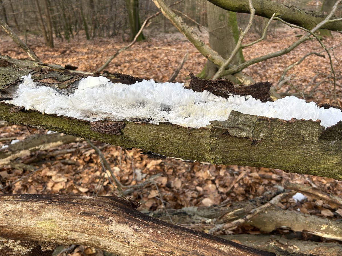 faunabeschermin's tweet photo. Vorst aan de grond. Koning Winter verliest wel z’n haren maar niet z’n streken #ijshaar #kroondomein 👑 https://t.co/w7ALLqo1JS