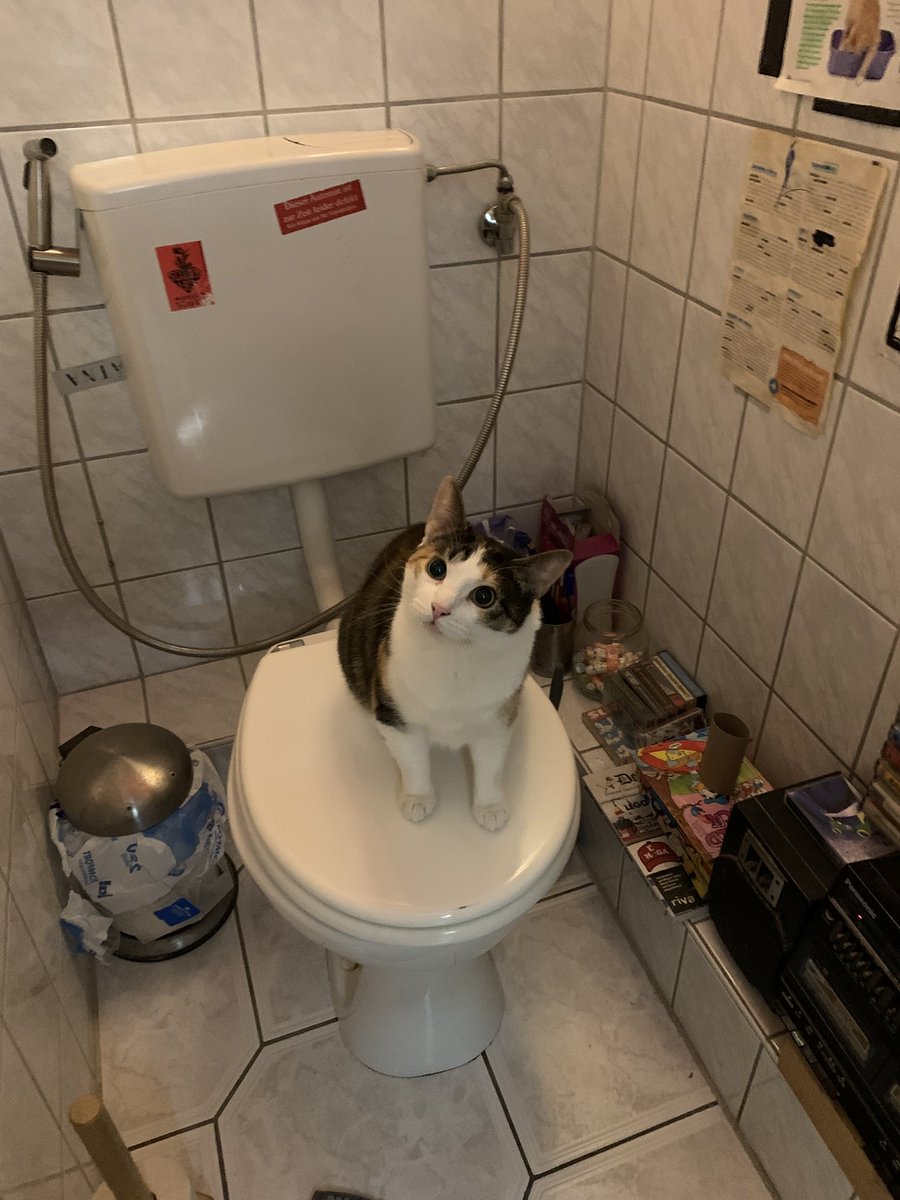 used the bathroom at my friend’s place and their cat went in after me, inspected the toilet, and flushed again ???