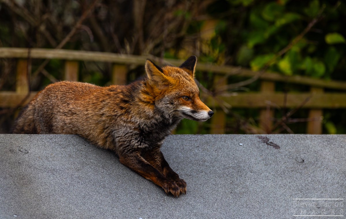 steven paston tweet media