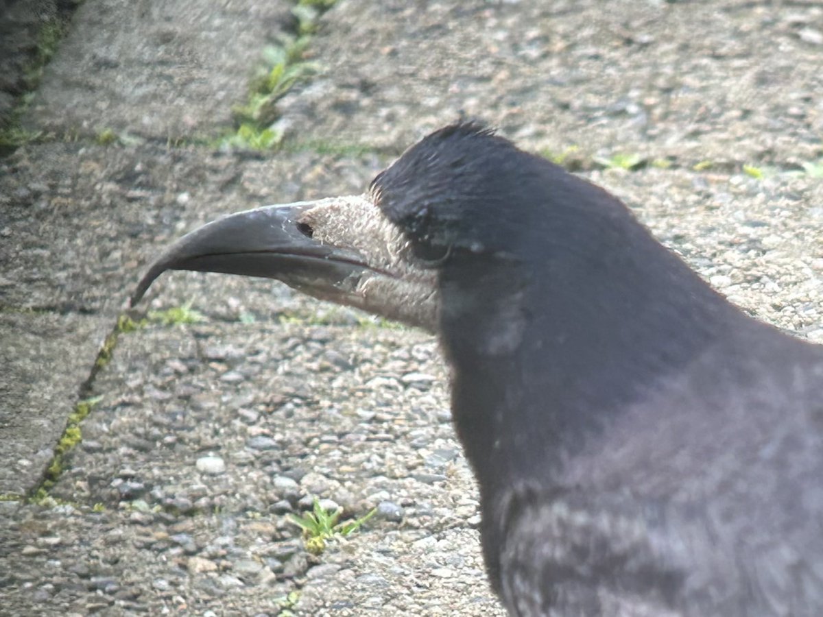 Dara Fitzpatrick tweet media