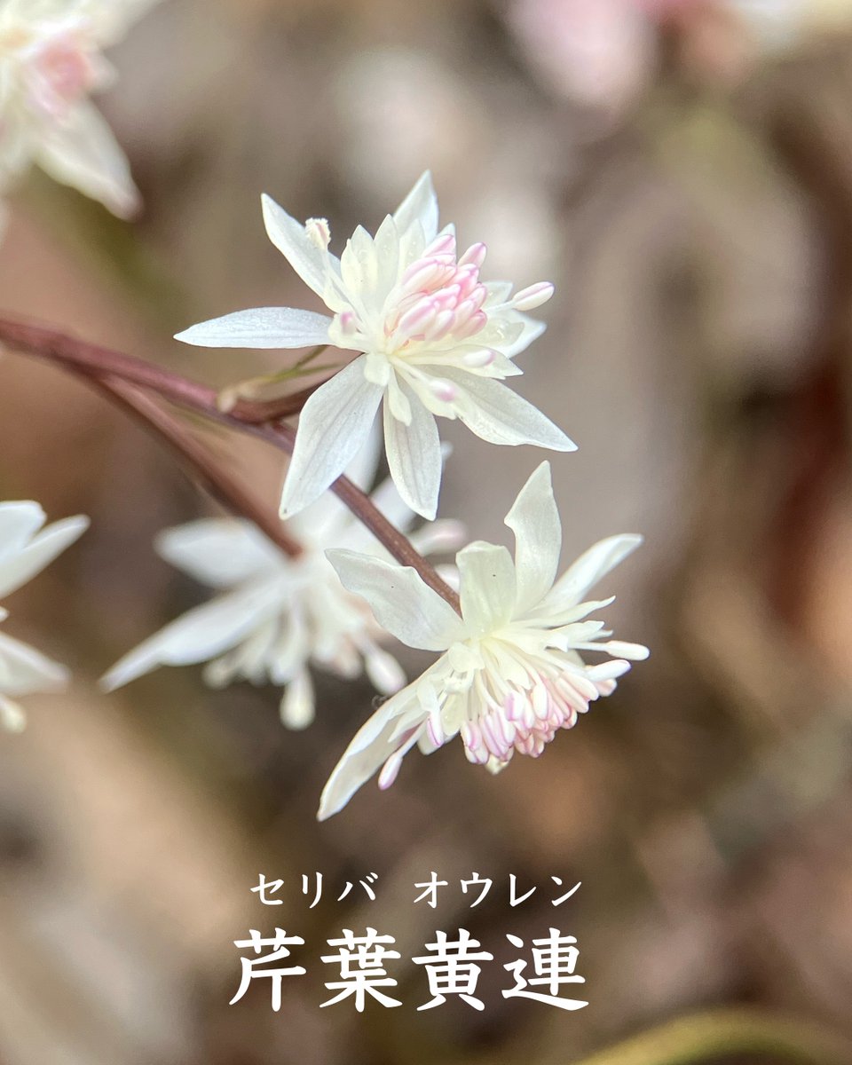 今日、セリバオウレン（芹葉黄連）の花を見つけました！

直径わずか10mmの小さな花が、ひっそりと可憐に咲いていました。

根茎は生薬「オウレン」として利用でき、黄連解毒湯（おうれんげどくとう）や半夏瀉心湯（はんげしゃしんとう）など、多くの漢方薬に使われる大切な植物です。