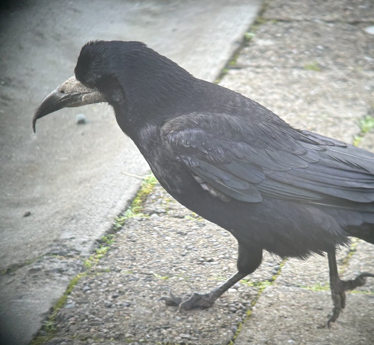 Dara Fitzpatrick tweet media