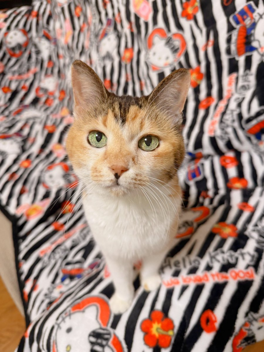 Post by あめちゃん🐱 on X: 🐱