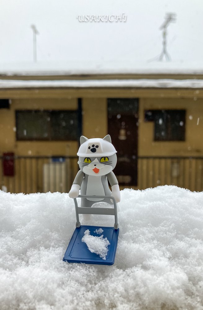 うさ吉 (@usakichi2017) / Posts / X