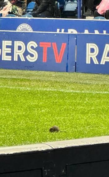 Tiger Don tweet media