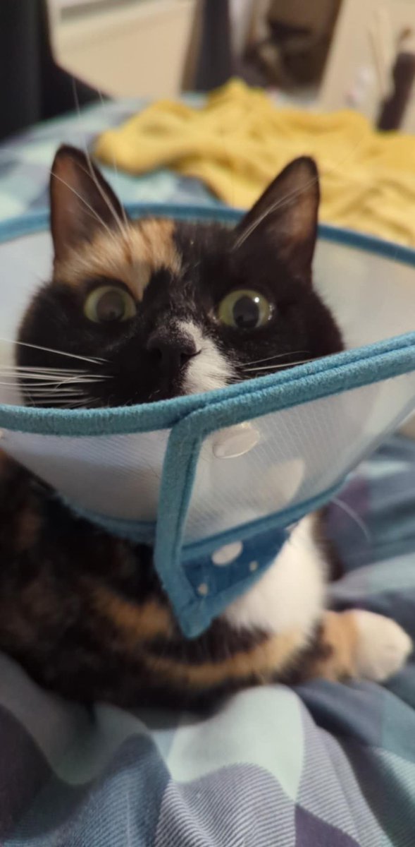 I am out of my reading slump 🙂‍↕️ Read The Hedge Knight in one sitting and started The Mystery Knight! I love the dynamic between Dunk and Egg 🥹 The Hedge Knight was a 5* read for me