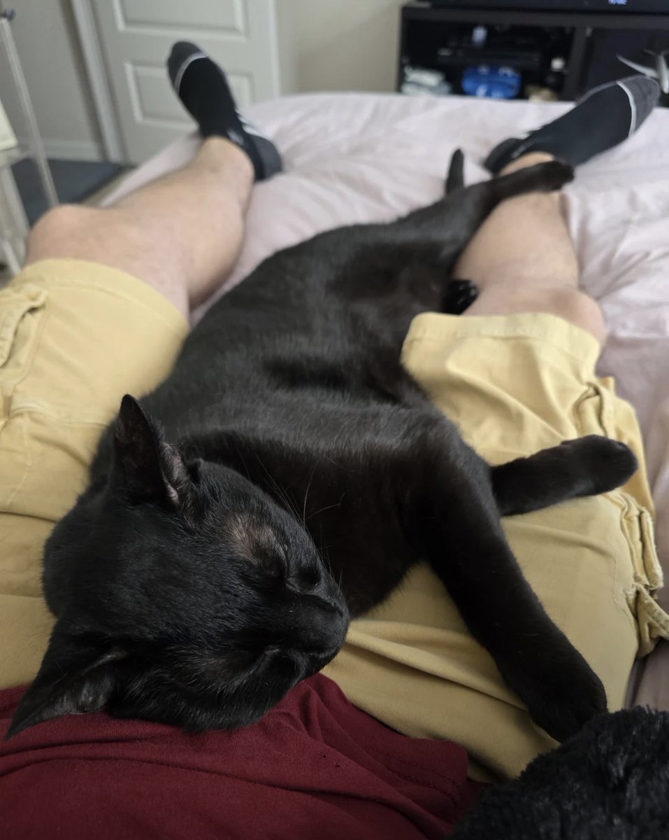 cats with powerful impression 🐾 tweet media