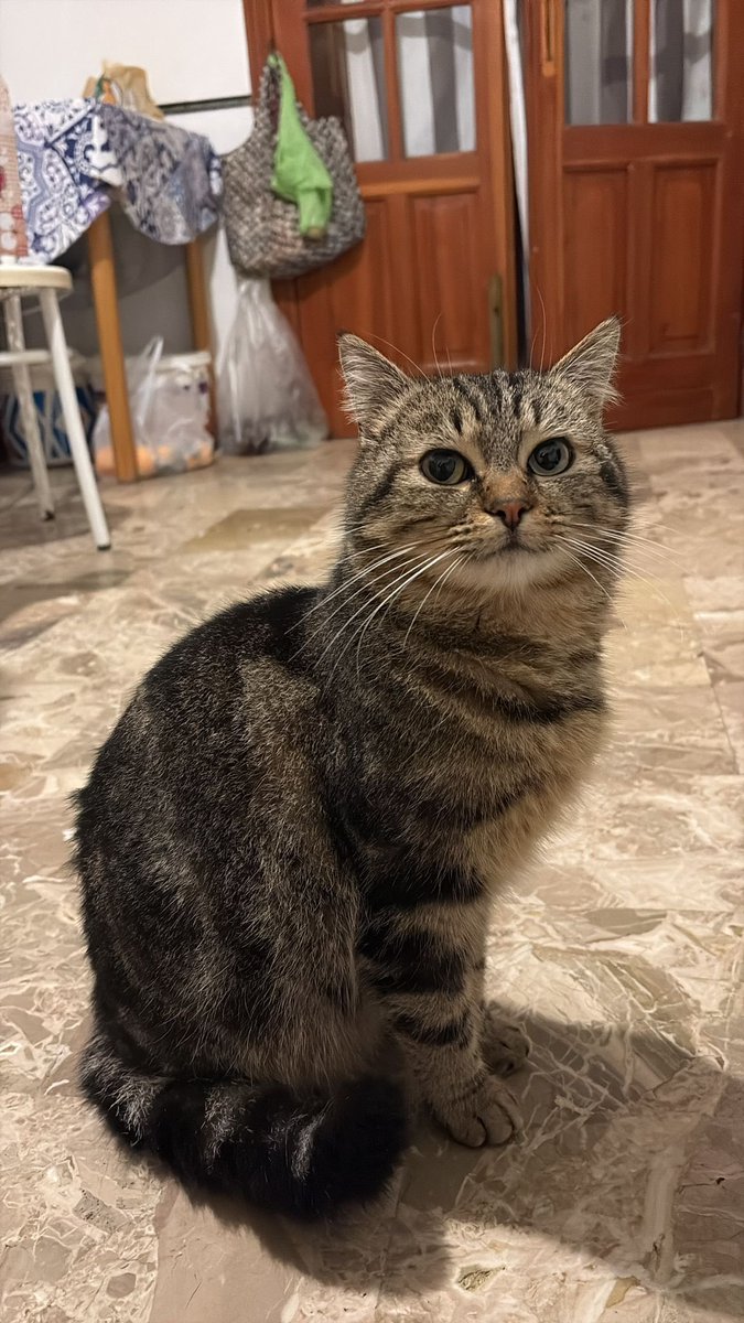 📍 Ci chiedono una mano per un gatto smarrito a Santa Margherita di Belice (AG)

❗ Non si trova più Pucci ❗

🐱 Nome: Pucci
📅 Ultimo avvistamento: Santa Margherita di Belice
🔎 Segnalazioni / notizie:
📱 WhatsApp: +39 327 760 7352

🙏 Se lo avete visto o avete informazioni!