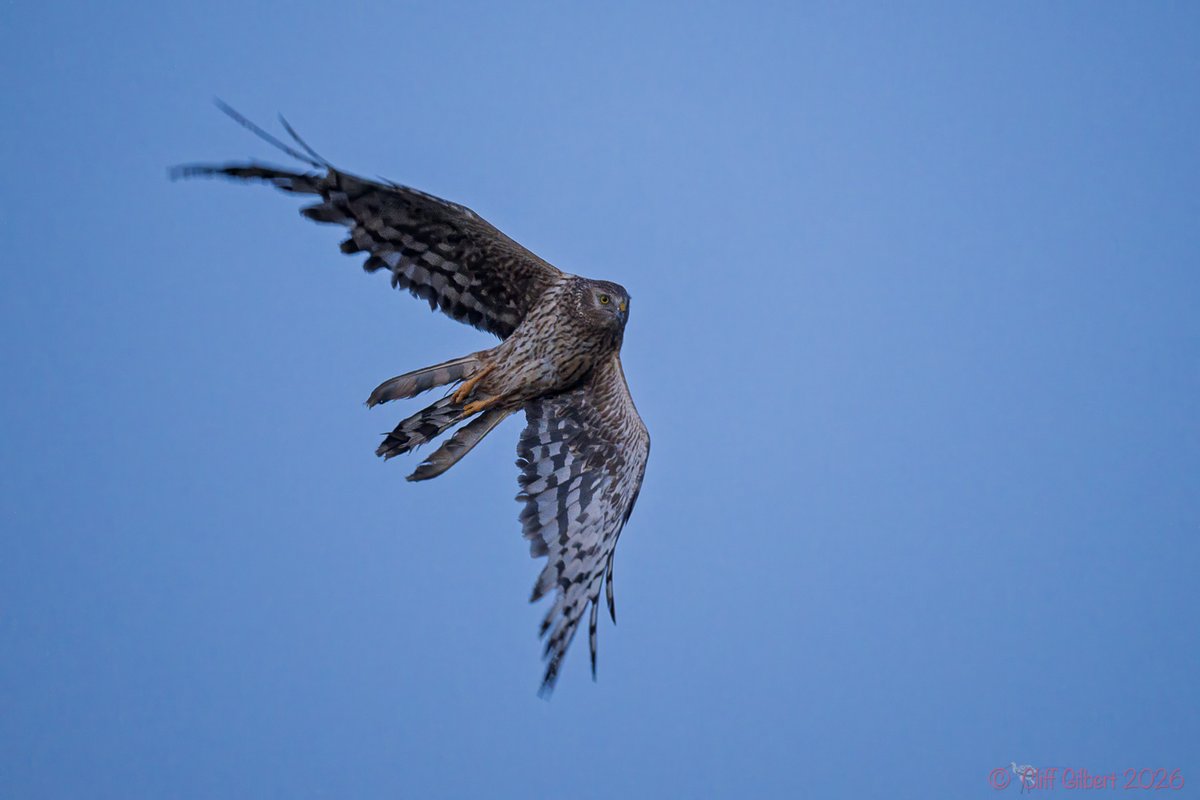 Cliff Gilbert tweet media