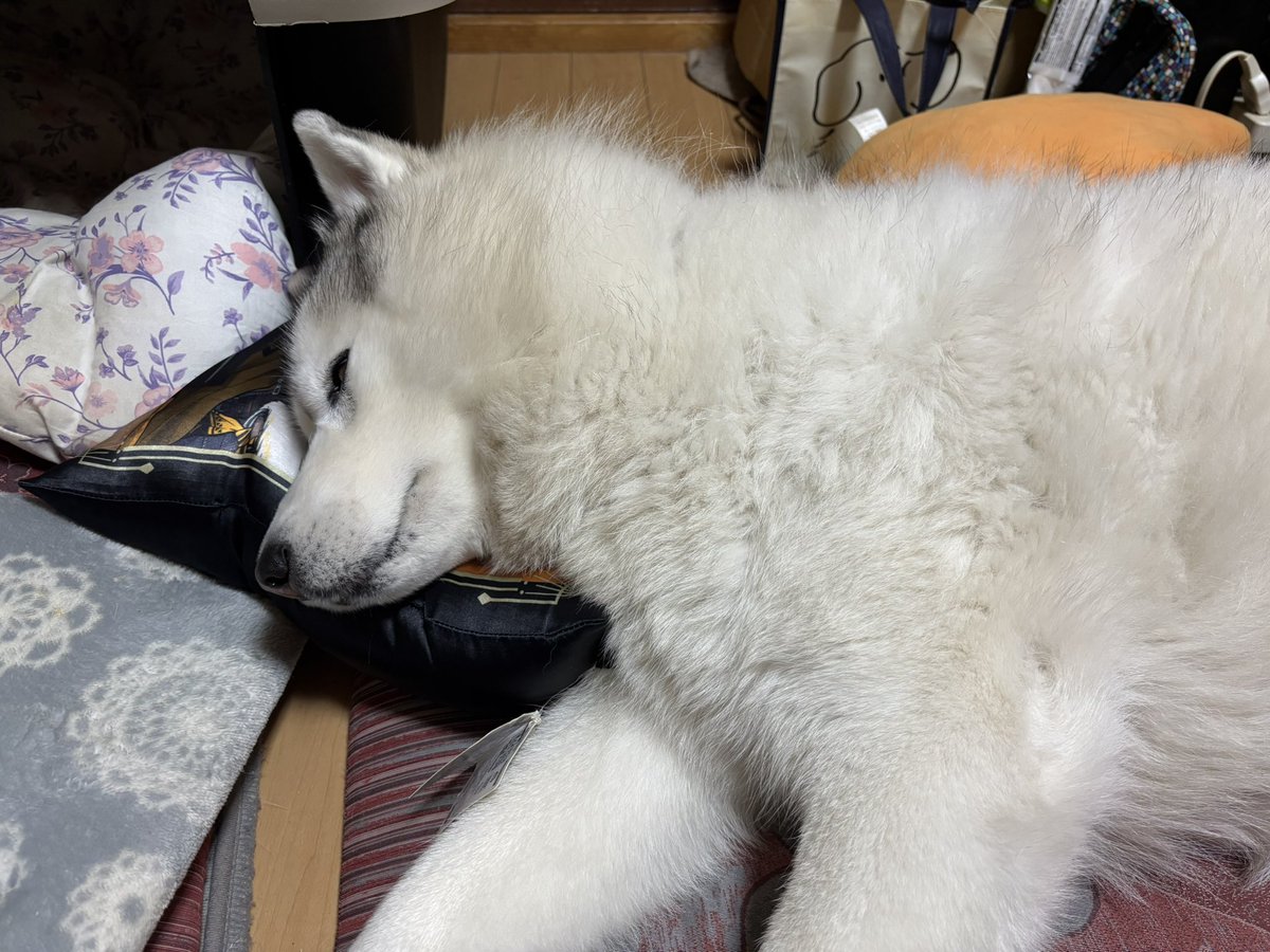 Franone_1005's tweet photo. クッション使いが上手い https://t.co/iPSKEgJBTZ