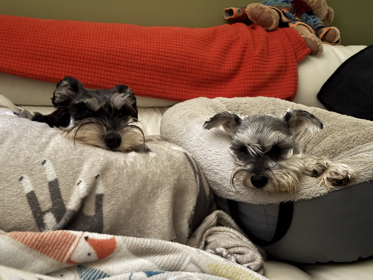 Torrential rain and freezing. We won’t be walking until evening when hopefully it stops after 5pm 🙏🏻 #SchnauzerGang