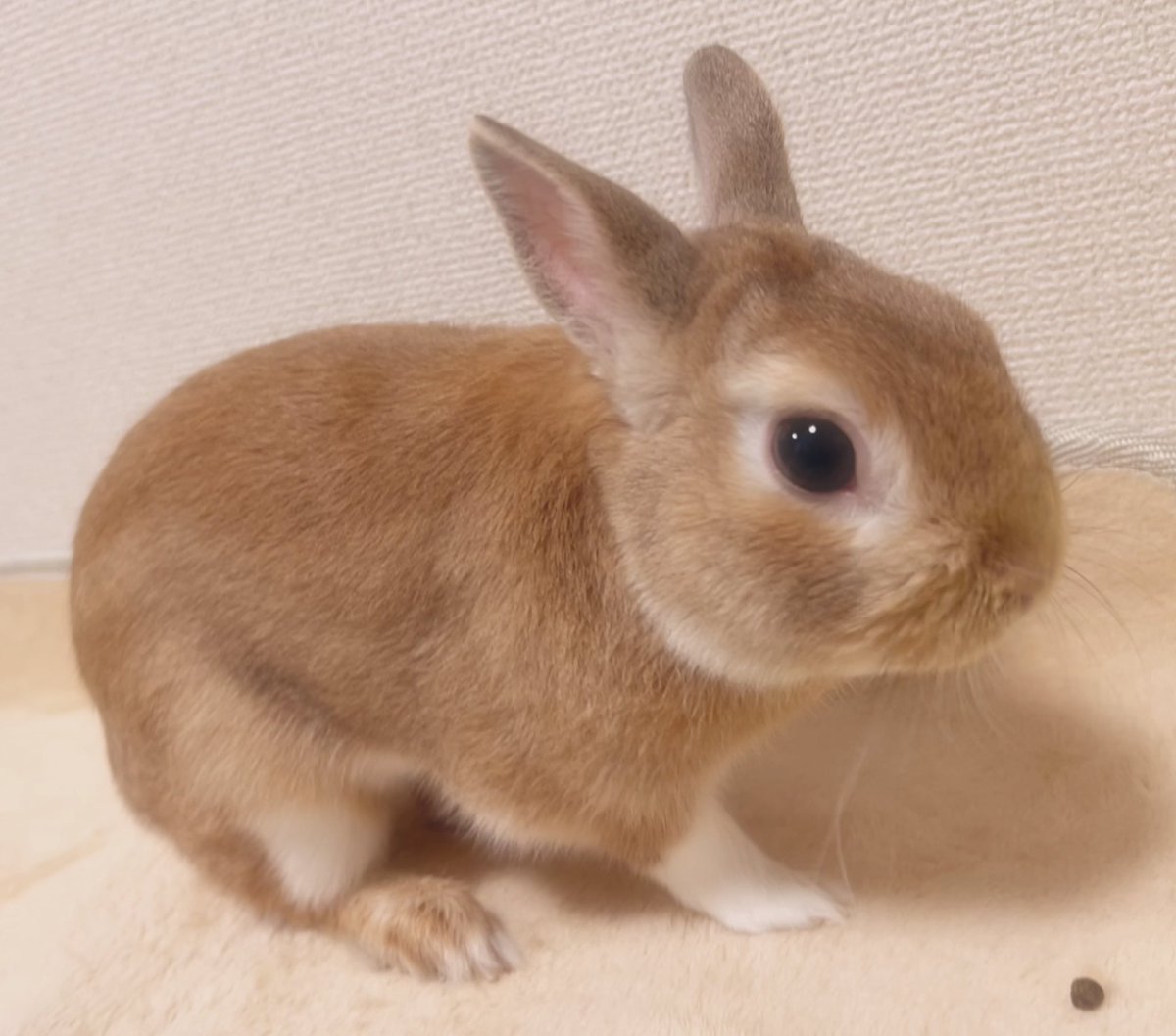 今日の ゆずちゃん🧡

🐰ベビうさちゃんっぽい・・

でしゅ～か?? 

       ( ˶ ̇ᵕ​ ̇˶)♡ ｵﾔｽﾐ~🌙zᶻ
#うさぎ
#うさぎのいる暮らし