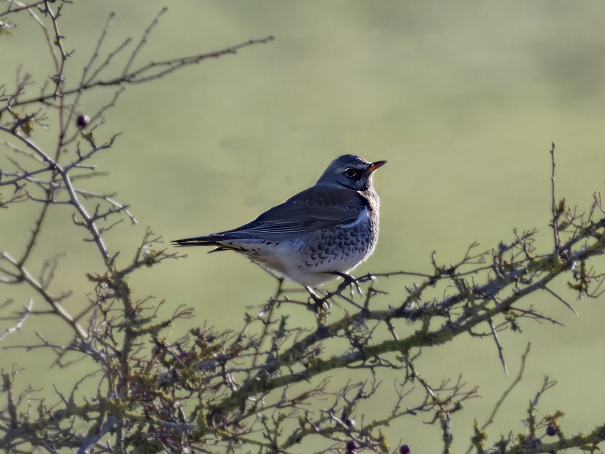 david butcher tweet media