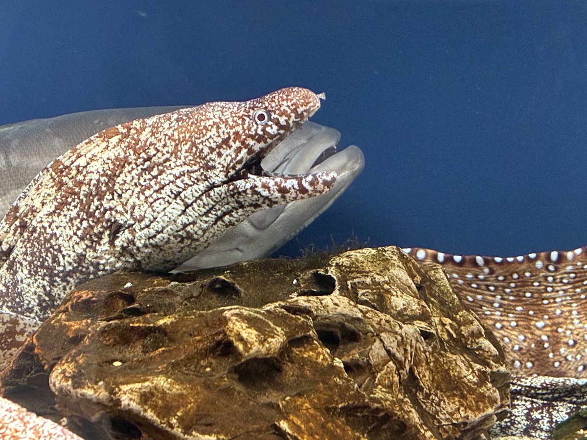 松坂屋に入ってる水族館初めて行ったけど楽しかったな〜館長が採集した魚がちょいちょいいるのもよかった🐟