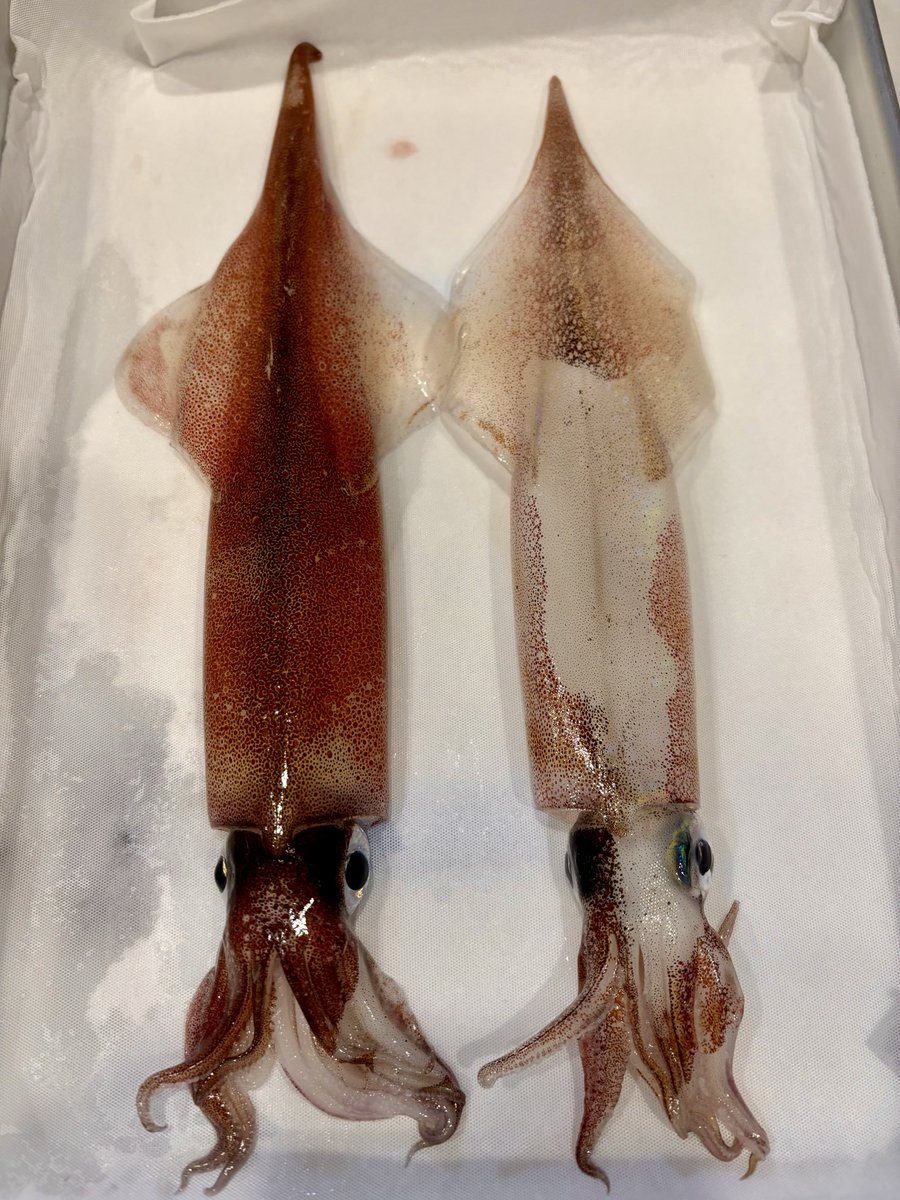 ぱるぷんて tweet media