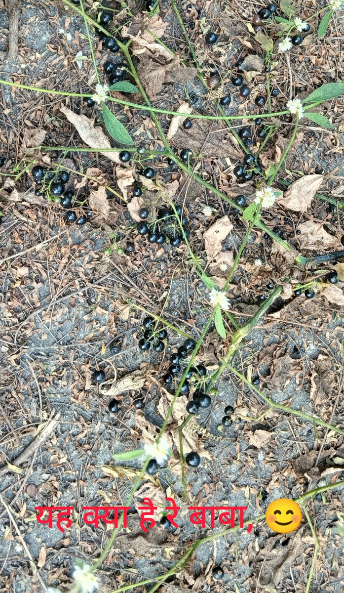 भटकैया (मकोय)..... इसका क्या फायदा हो सकता है।