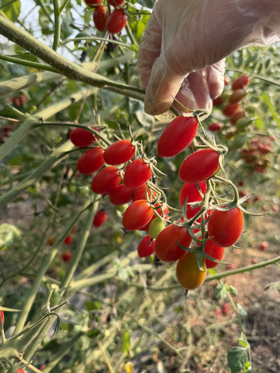 rudy_lien's tweet photo. 番茄惡魔八個月快樂🍅
我會繼續帶著你吃喝玩樂
過上好日子 https://t.co/DbtFt7iRqs