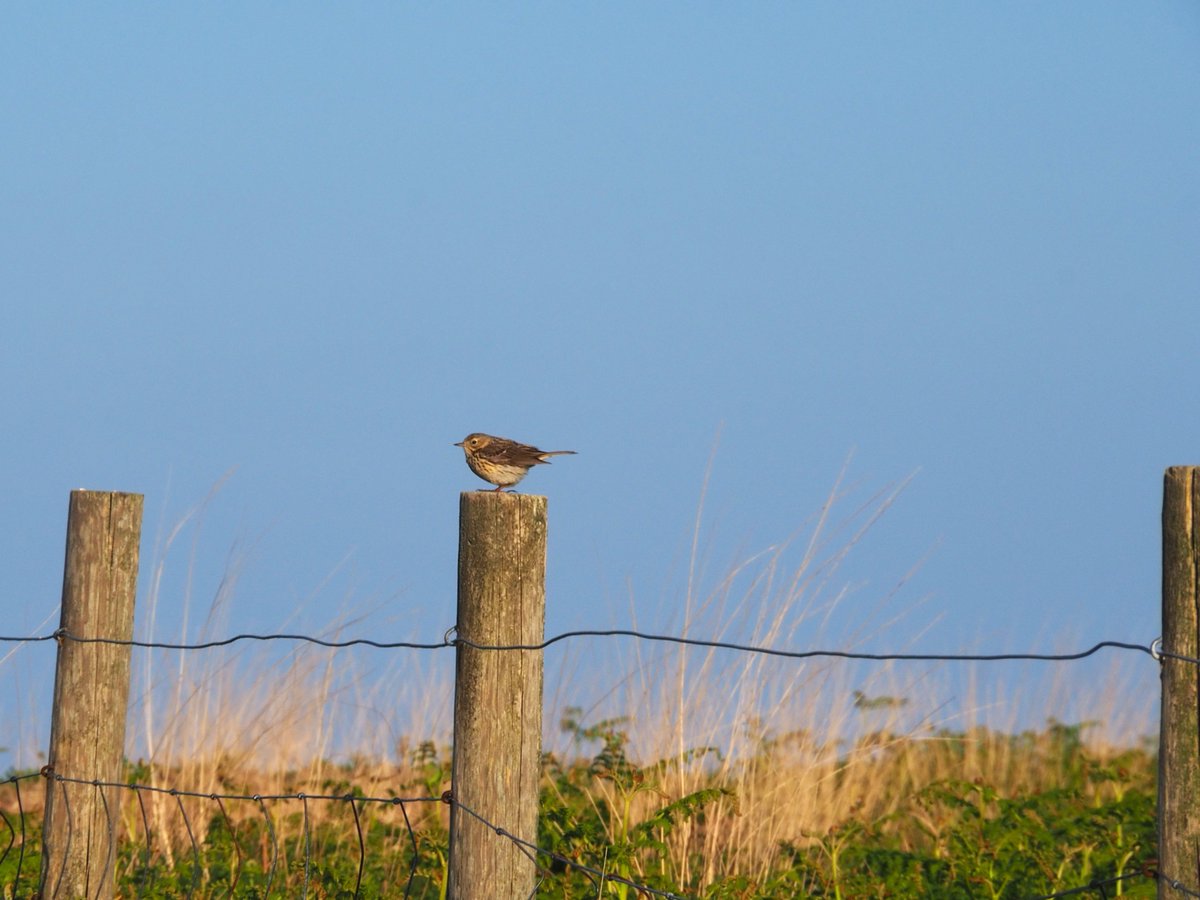 North Devon tweet media