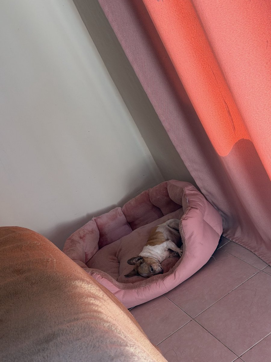 ItzelFlores_C's tweet photo. Tengo una señora de 84 años (12 añitos)  qué es puro dormir y dormir 😂💖 https://t.co/iV0RtYtPBU