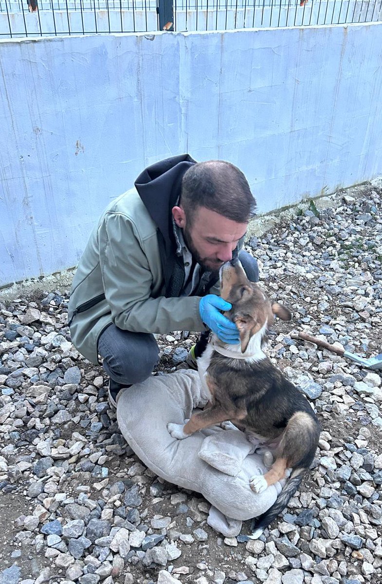 Sokakta Hayvan Olmaz Dediler🤔
Çocuğu Olmayan Bile,
Çocuğumu Parklara Götüremiyorum Diye Cimere Şikayet Yazdı🤔
Sokaklardaki Köpeklerin %90 Yok Oldu❗️
Toplananların Ancak 
%10’u Barınaklara Kadar Yaşamayı Başardı❗️
Şimdide Kalmışlar,
Barınaklardaki Köpekler Uyutulsun Baskısı