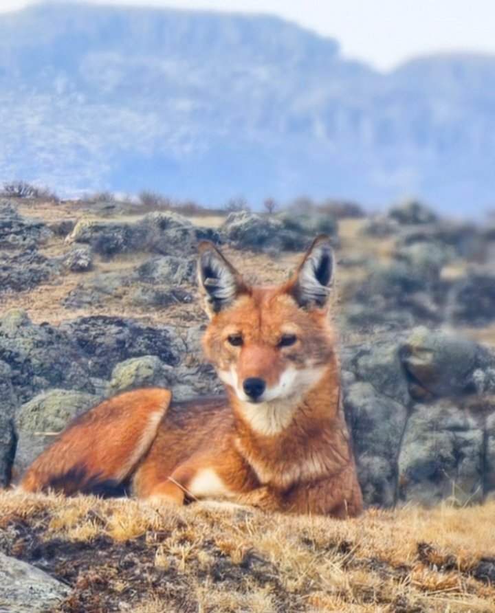 Abdi Samune tweet media