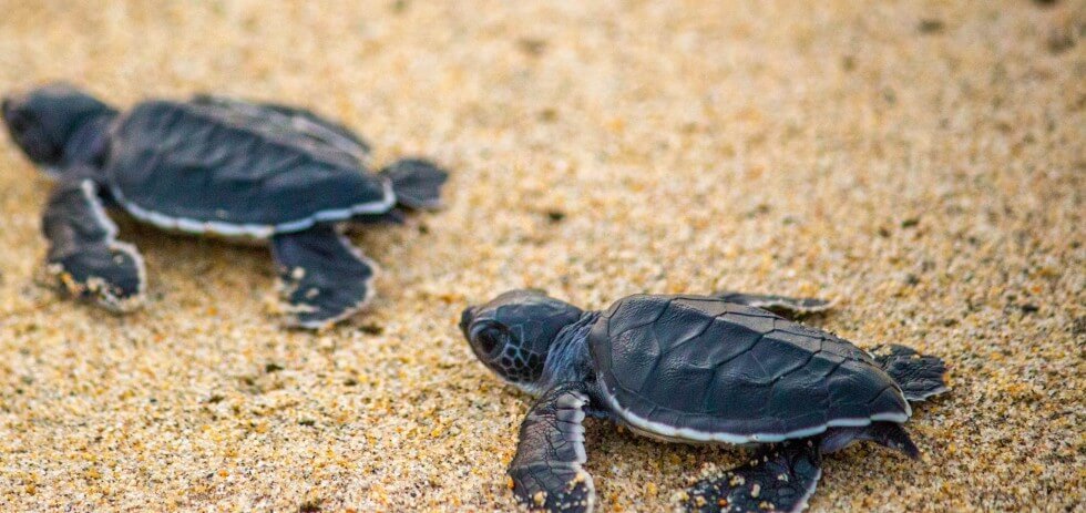 LarkLunar's tweet photo. Just hatched and already on the move! The epic journey begins for these determined baby turtles.  #HatchlingDash #BabySeaTurtles #OceanBound https://t.co/iVHM3EpHWv