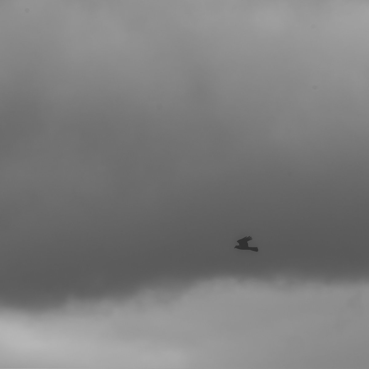 Matthew Sutton 🎥📷 tweet media