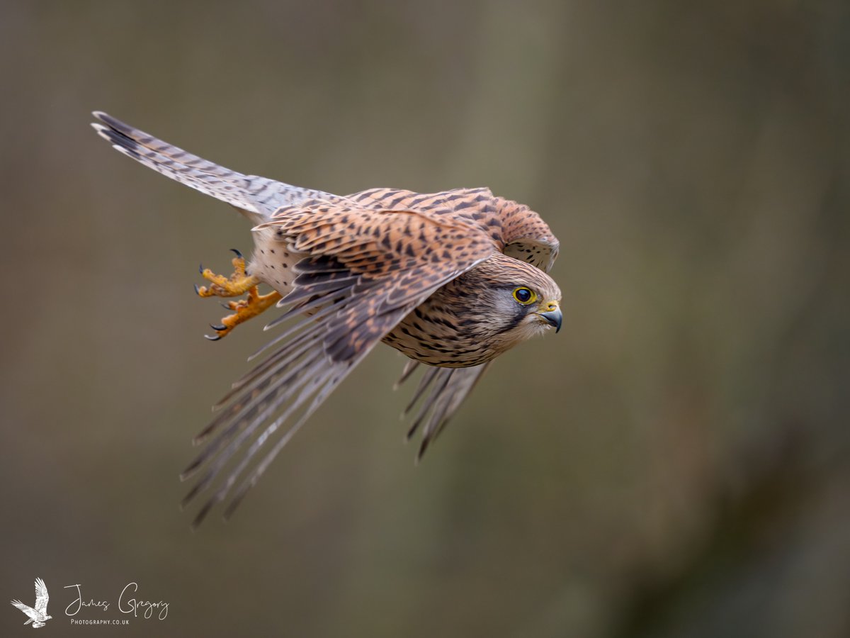 James Gregory Wildlife Photography tweet media