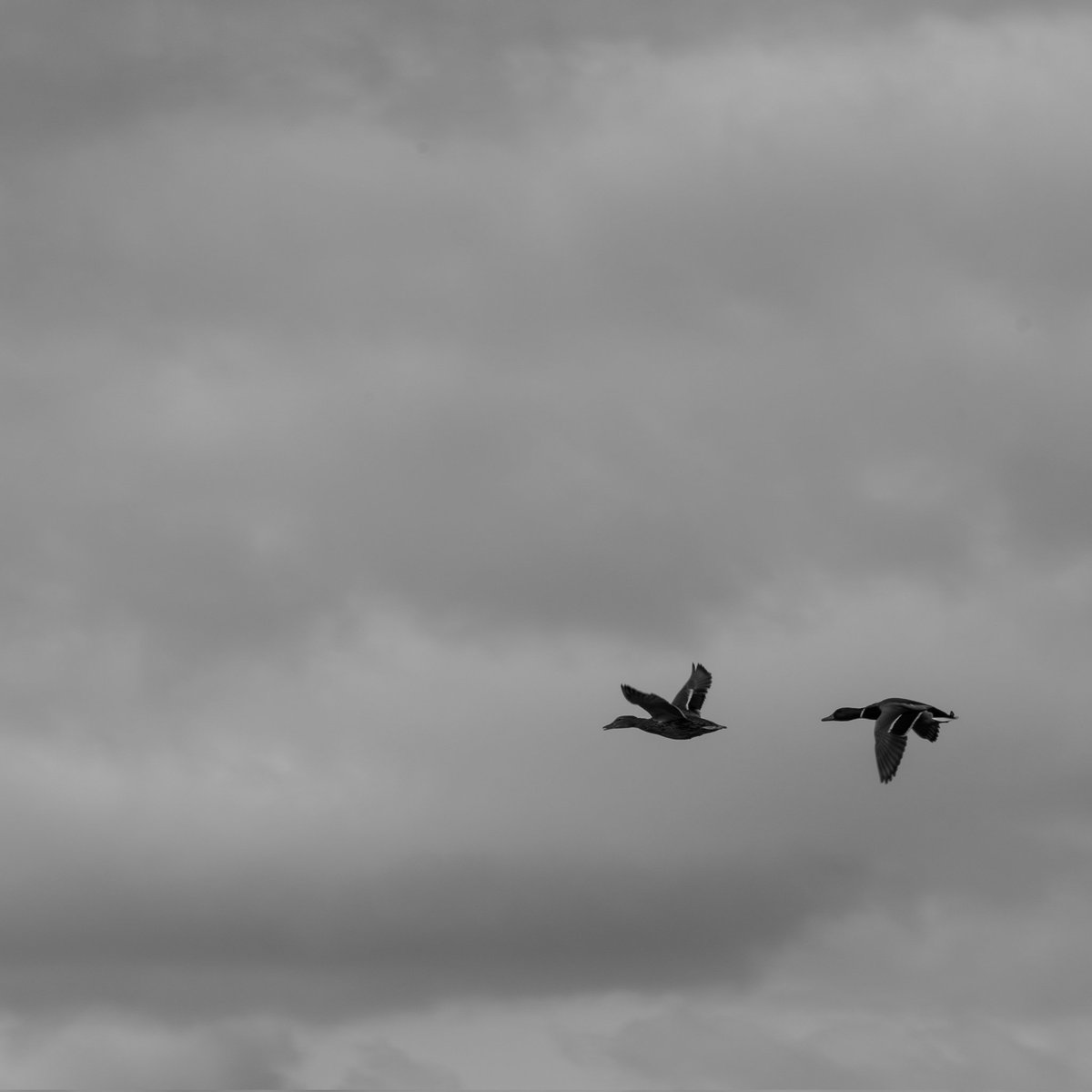 Matthew Sutton 🎥📷 tweet media