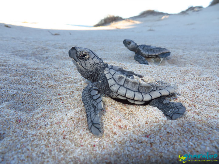 LarkLunar's tweet photo. Just hatched and already on the move! The epic journey begins for these determined baby turtles.  #HatchlingDash #BabySeaTurtles #OceanBound https://t.co/iVHM3EpHWv