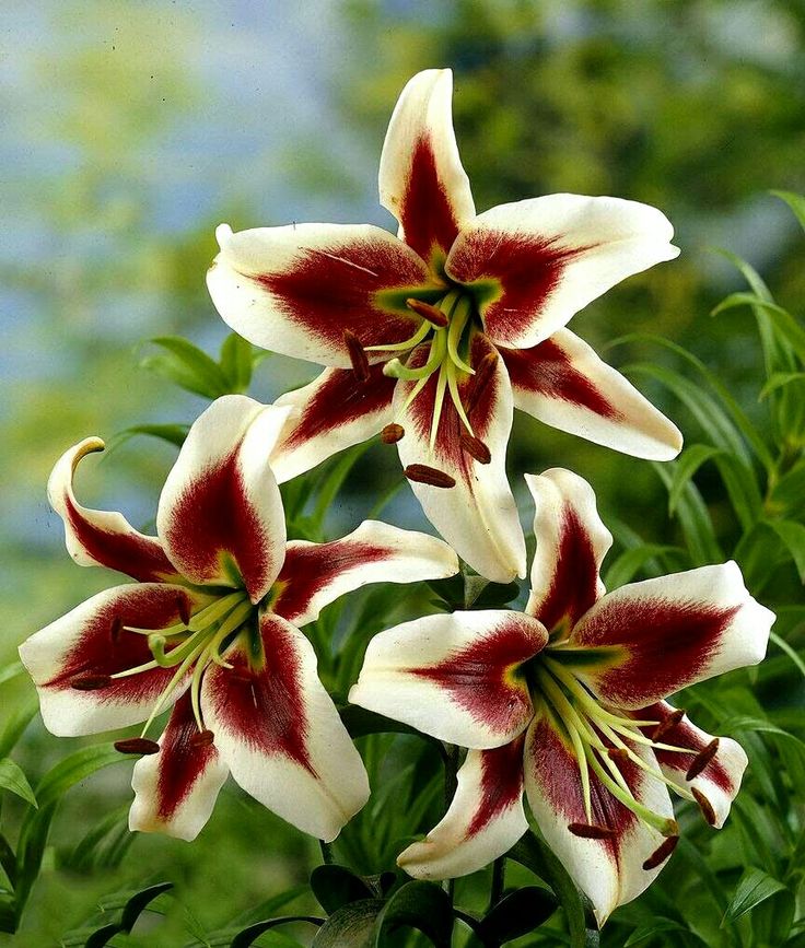 Nooni (@chaarpaai) on Twitter photo 
