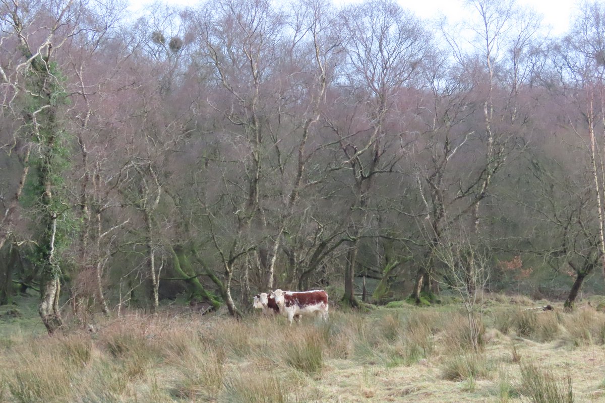 Donna Rainey tweet media