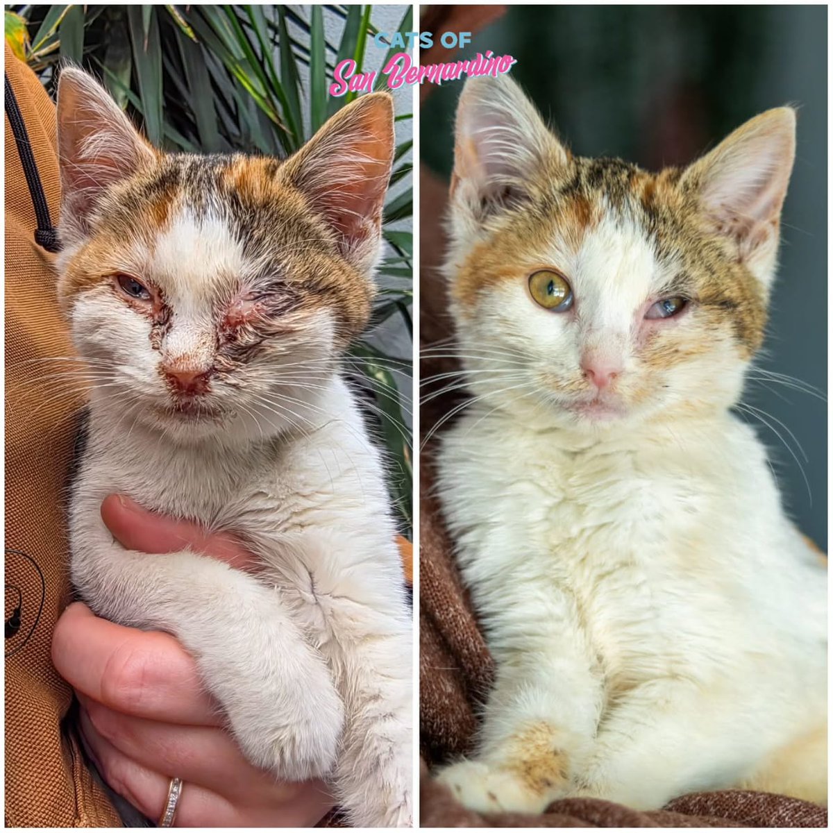 AMAZING WHAT ONLY 6 DAYS CAN DO!

Annette is making huge improvements!
She has been living in our incubator with oxygen therapy and is responding beautifully. She’s on antibiotics and doing incredibly well. Her appetite is strong, and she is just so loving.
Stay tuned for updates
