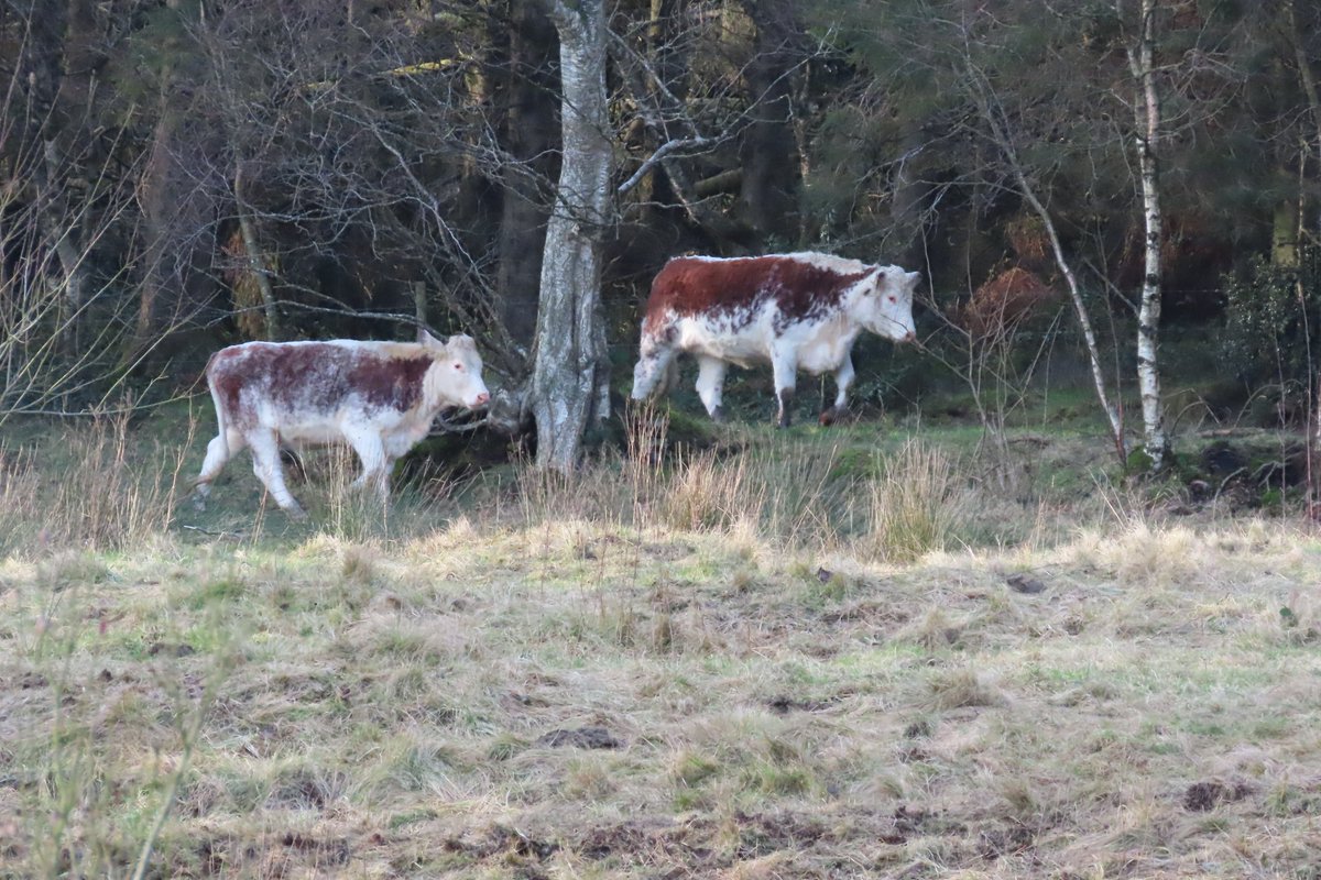 Donna Rainey tweet media