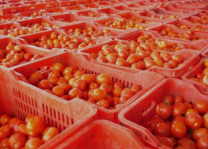 pati_agronomist's tweet photo. Anyone can grow tomatoes.
But can you supply 50+ crates consistently with quality? 📦🍅
Dear farmers, what’s limiting your production right now? #GrowForProfit #AgriYouth https://t.co/mrx3ooE9xj
