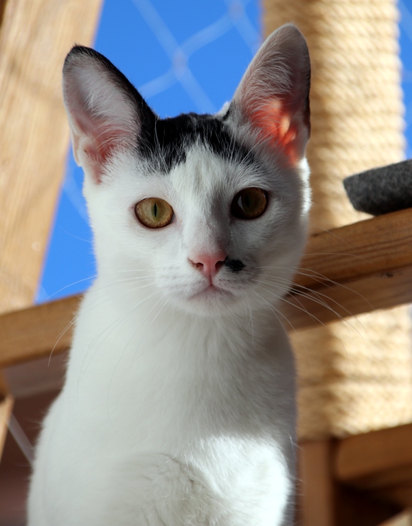 AdopFelinasVLC's tweet photo. La peque #MATY con su carita de gata que sabe que su lunar en el morrete, te va a enamorar 💖💖💖
https://t.co/7gtKuiwXzP? https://t.co/oBIzjO5nn1