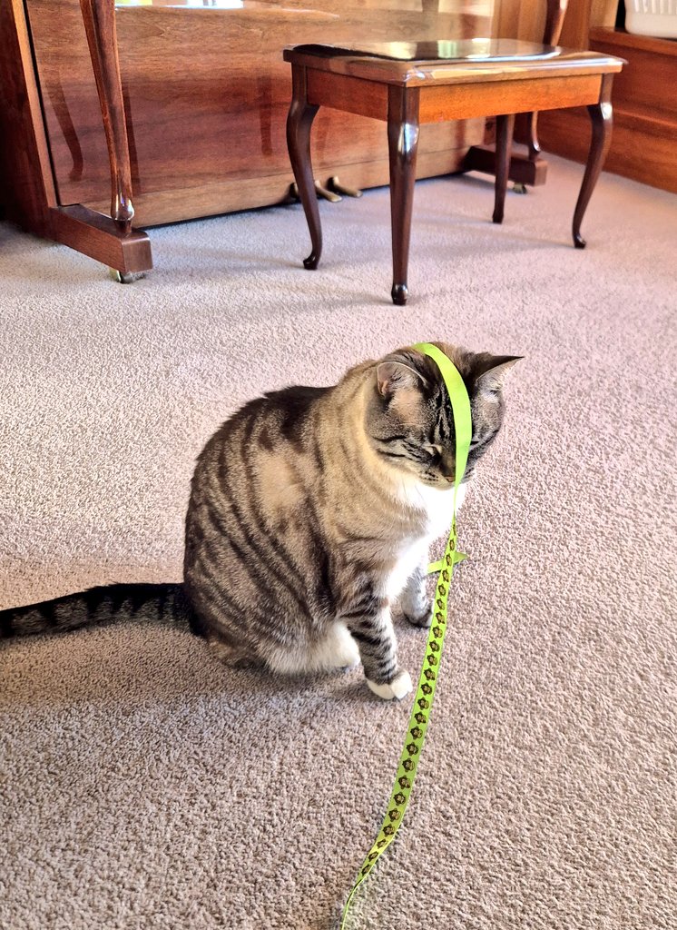 Oh hay.  I rapped this jift for you. 

#CatsOnTwitter #CatsOfTwitter