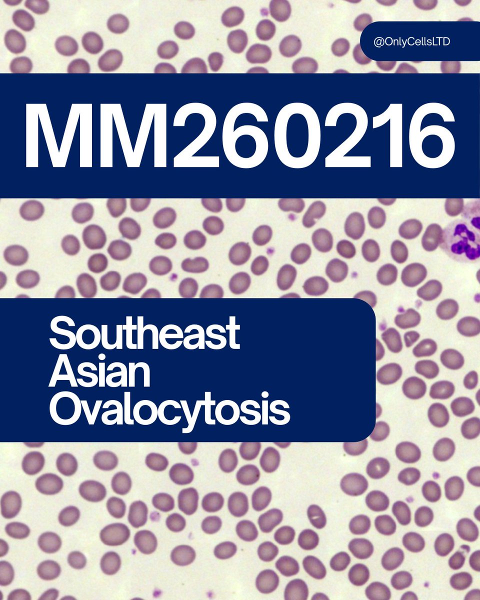 Only Cells tweet media