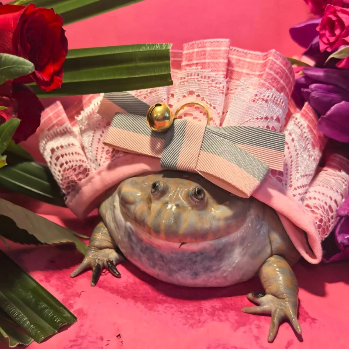 frogofthe's tweet image. 📅 16th February 2026
🏷️ Instagram/helenthephrog
💕 #animaloftheday