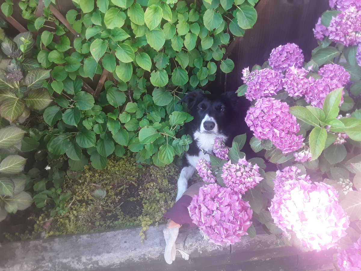 Charliejam1's tweet photo. #ForBarbara @BellaShihTzuAce For a beautiful lady who made a difference. ❤ https://t.co/otsYFQPbti