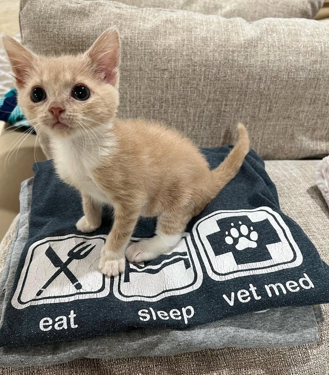 ilfo6sgdhhdopl7's tweet image. We hope little Bora Bora brightens your Monday! Apply to adopt her today! 

#adoptdontshop #cute #cutekitten #cutenessoverload #kittens_of_world #givemeallthekittens #savealife #kitten #kittens #kittenrescue #rescuekitten #catlover #cats_of_world #cats #catlove