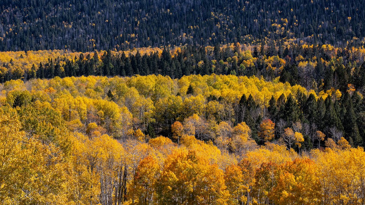 Wild nature fact:  One single aspen tree in Utah called Pando is actually the heaviest living organism on Earth—over 6,000 tons!  It's not one tree... it's 47,000+ connected clones, all one massive organism that's been alive for possibly 80,000+ years!   Forests are basically