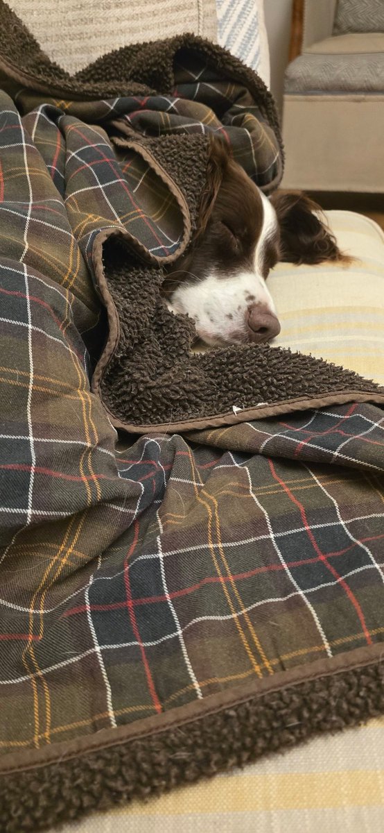 redteamJSY's tweet photo. Proof that springers, at least occasionally, sleep! 😂

#springerspaniel #spaniel #gimlet @VisitJerseyCI https://t.co/0fgBRC9JgM