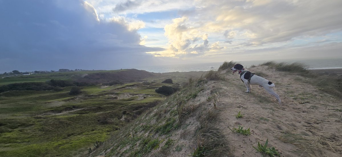 redteamJSY's tweet photo. Proof that springers, at least occasionally, sleep! 😂

#springerspaniel #spaniel #gimlet @VisitJerseyCI https://t.co/0fgBRC9JgM